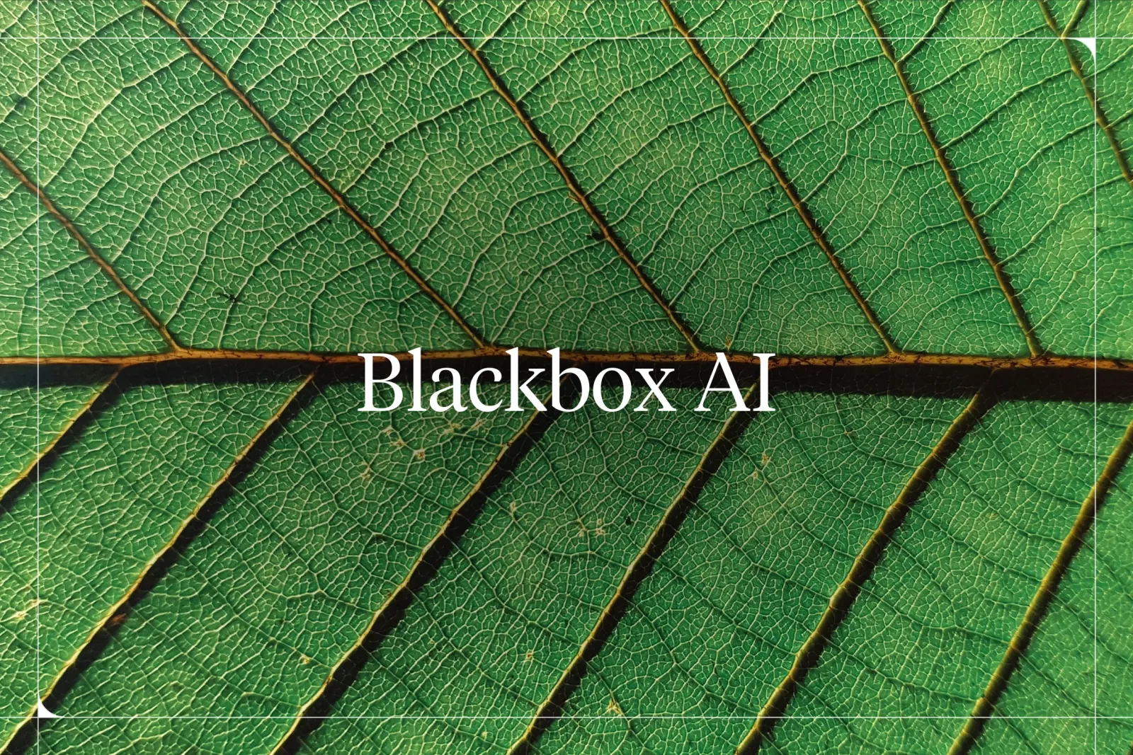 Why Blackbox AI Matters to Businesses Today [2025]